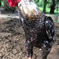ไก่ชน🐓 บ้านเเผ่นดินเสมอ กระบี่🙏🏻