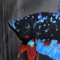 🐟Betta.Farm-Racha4​"ปลากัดสวยงาม"🐟