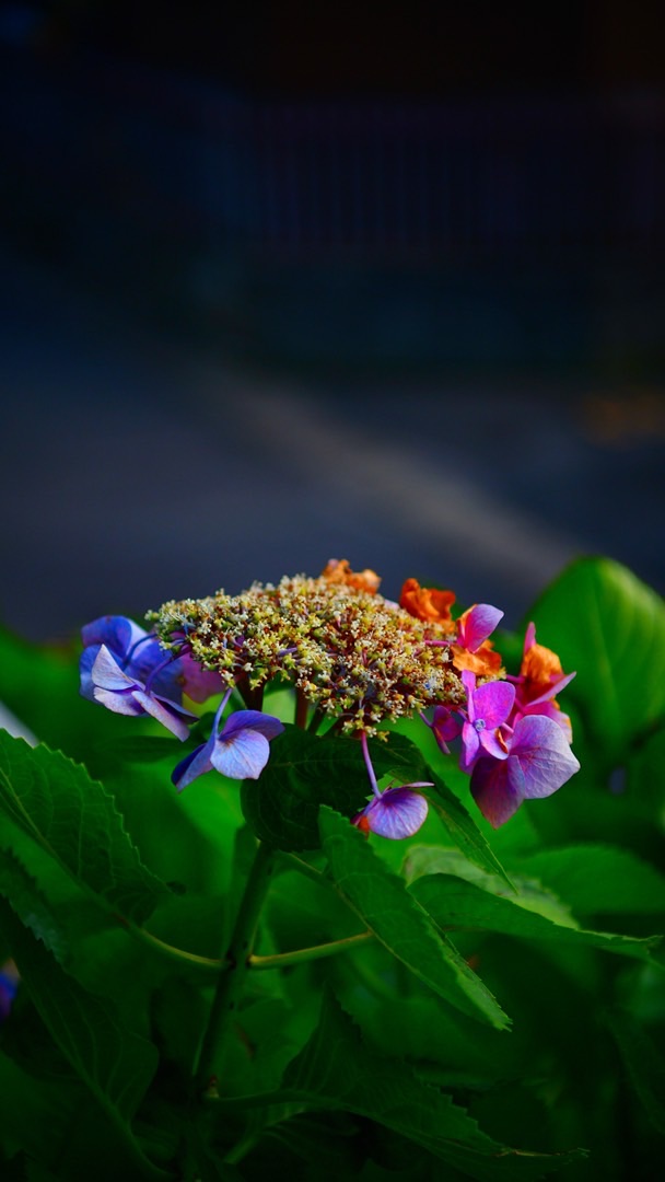 宣伝可能無法地帯