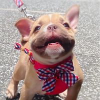狗狗群🐶🐶（喜歡狗狗都可以進來喔