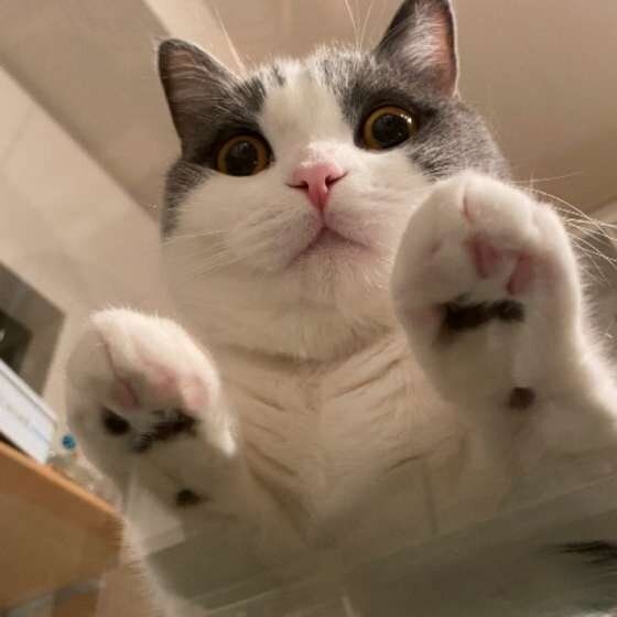 意外と知らない 猫の肉球に隠された 3つのヒミツ ねこのきもちnews