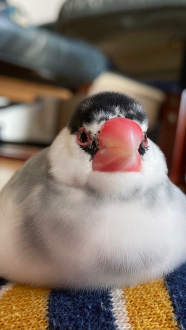 文鳥の写真を貼ると文鳥の写真が増えるだけの部屋のオープンチャット