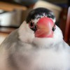 文鳥の写真を貼ると文鳥の写真が増えるだけの部屋