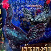 🐓น้องกุนซือ⚽️เจ้าทองดำ🥇