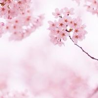 離婚/別居(女性限定) 不倫、モラハラ、DV、離婚協議（公正証書）、調停、親権、養育費、慰謝料