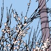 対一限定宣伝部屋、