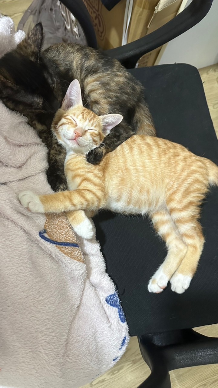 寵物飼料罐頭專賣店