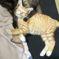 寵物飼料罐頭專賣店