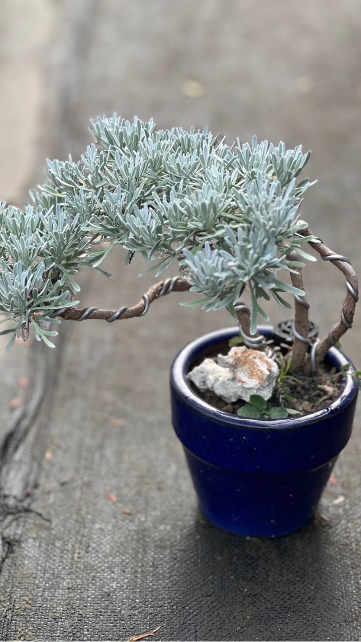 紫園Tony Bonsai