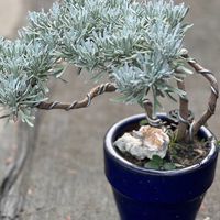 紫園Tony Bonsai