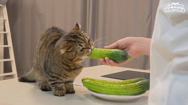 Kucing Imut Ini Suka Makan 4 Jenis Sayuran, Doyan Pisang Juga 