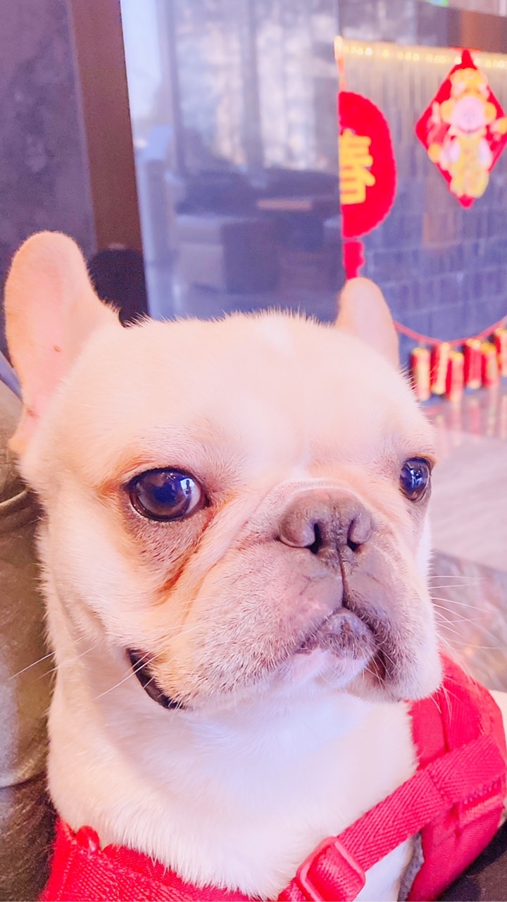 經銷商✨現貨供應 寵物用品🐱🐶