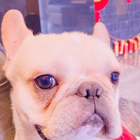 經銷商✨現貨供應 寵物用品🐱🐶