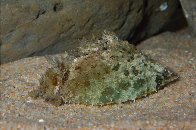 新江之島水族館泡泡先生 3
