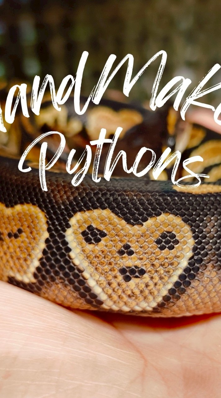 hm.pythons 球蟒