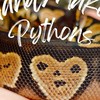 hm.pythons 球蟒