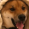 處cp/交友/傳說/遊戲/沙雕/聊天/失戀