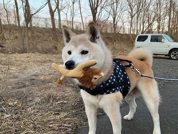 甘えん坊な犬の特徴や犬種って