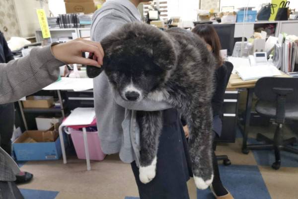 3個月秋田犬重達18公斤都快抱不動網傻眼 是巨嬰吧 Nownews寵毛網 Line Today