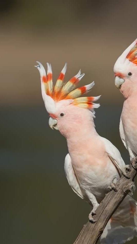 Cockatoo อวดโชว์ซื้อ-ขาย น้องกระตั้ว