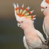 Cockatoo อวดโชว์ซื้อ-ขาย น้องกระตั้ว