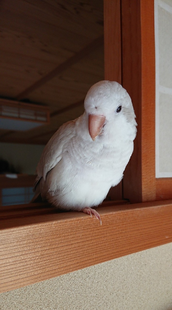 オキナインコ知名度向上委員会