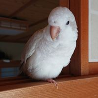 オキナインコ知名度向上委員会