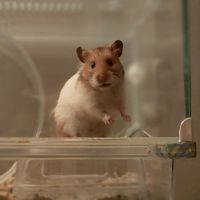 ハムスター好きな人きて！