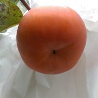 愛“柿”你