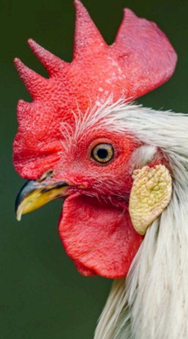 ニワトリチャット