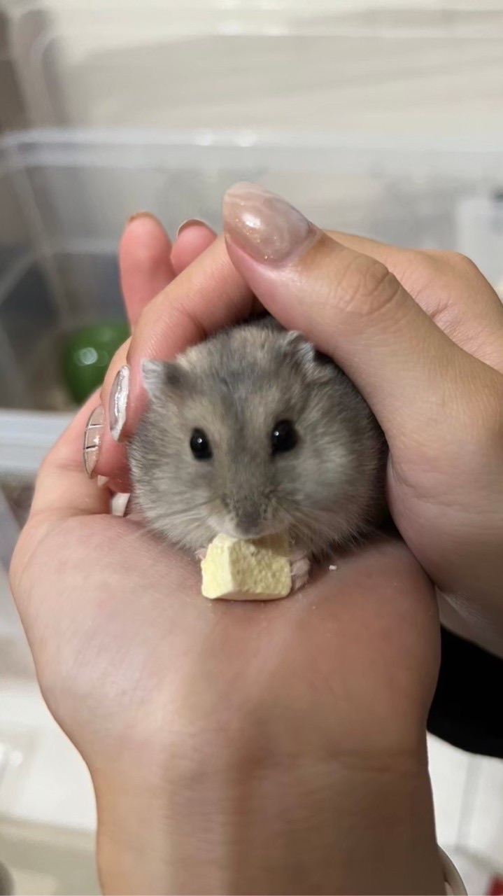 鼠寶好物