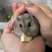 鼠寶好物