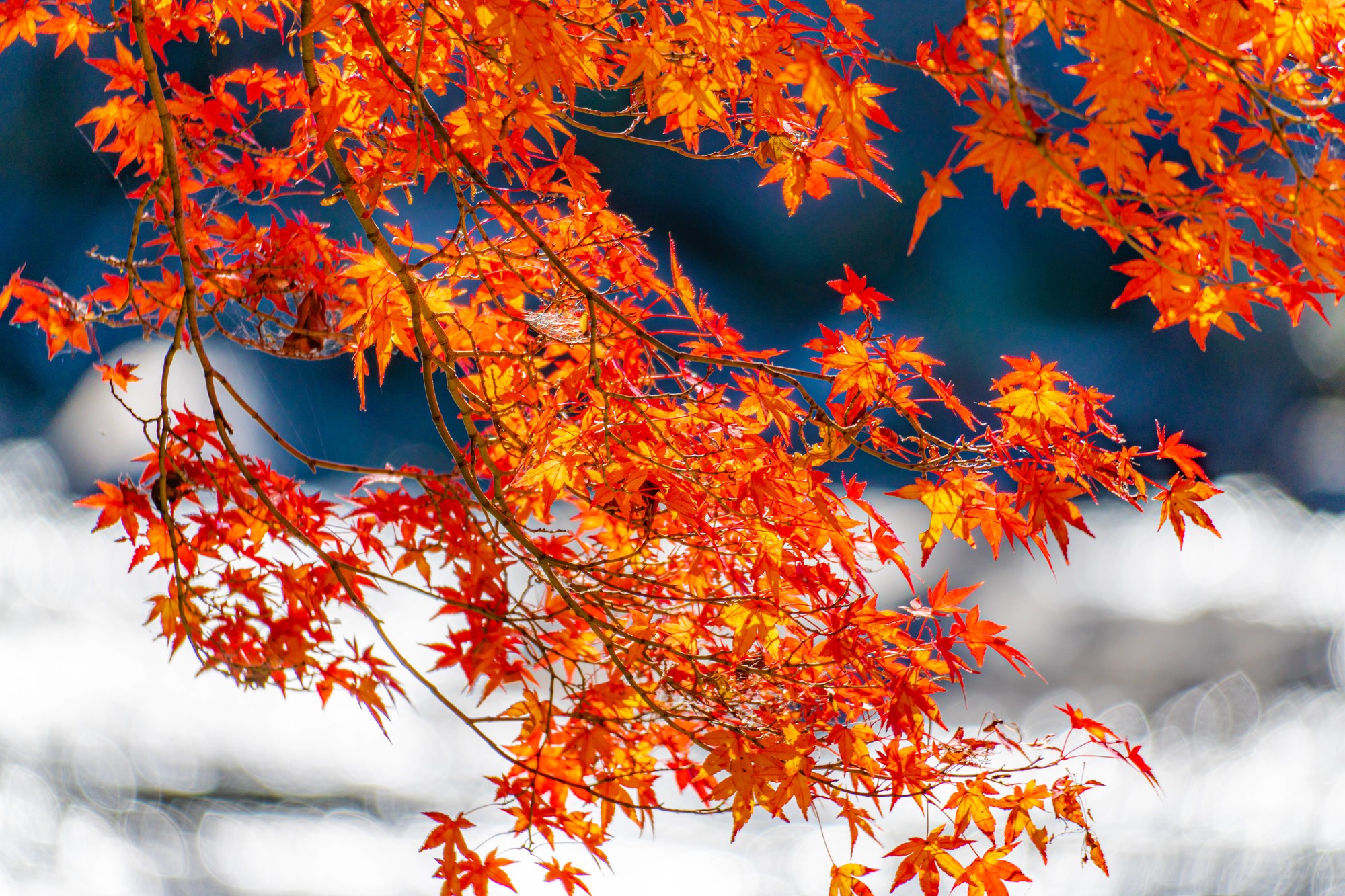 楓 カエデ と紅葉 モミジ の違いは