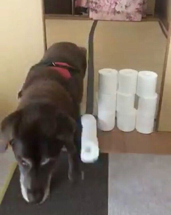 トイレットペーパー超えに挑戦したシニア犬