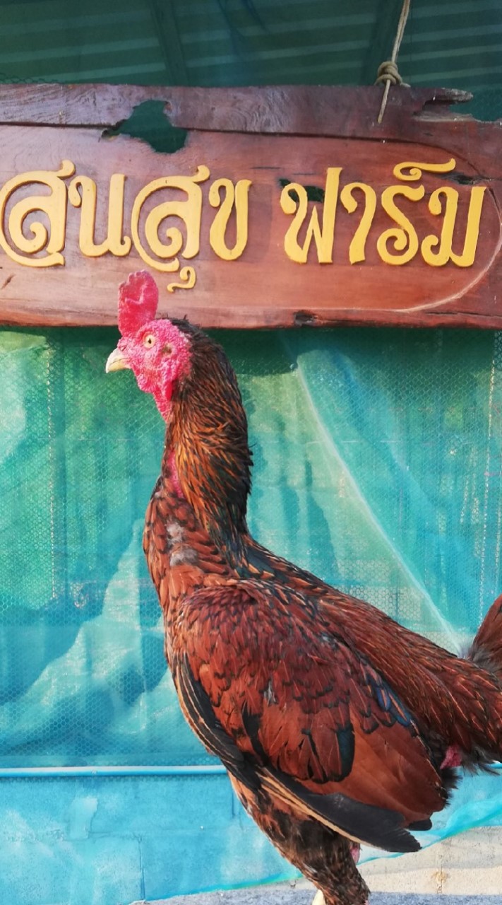 ต.แสนสุขฟาร์ม ไก่ชน