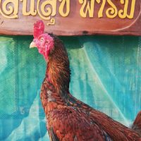 ต.แสนสุขฟาร์ม ไก่ชน