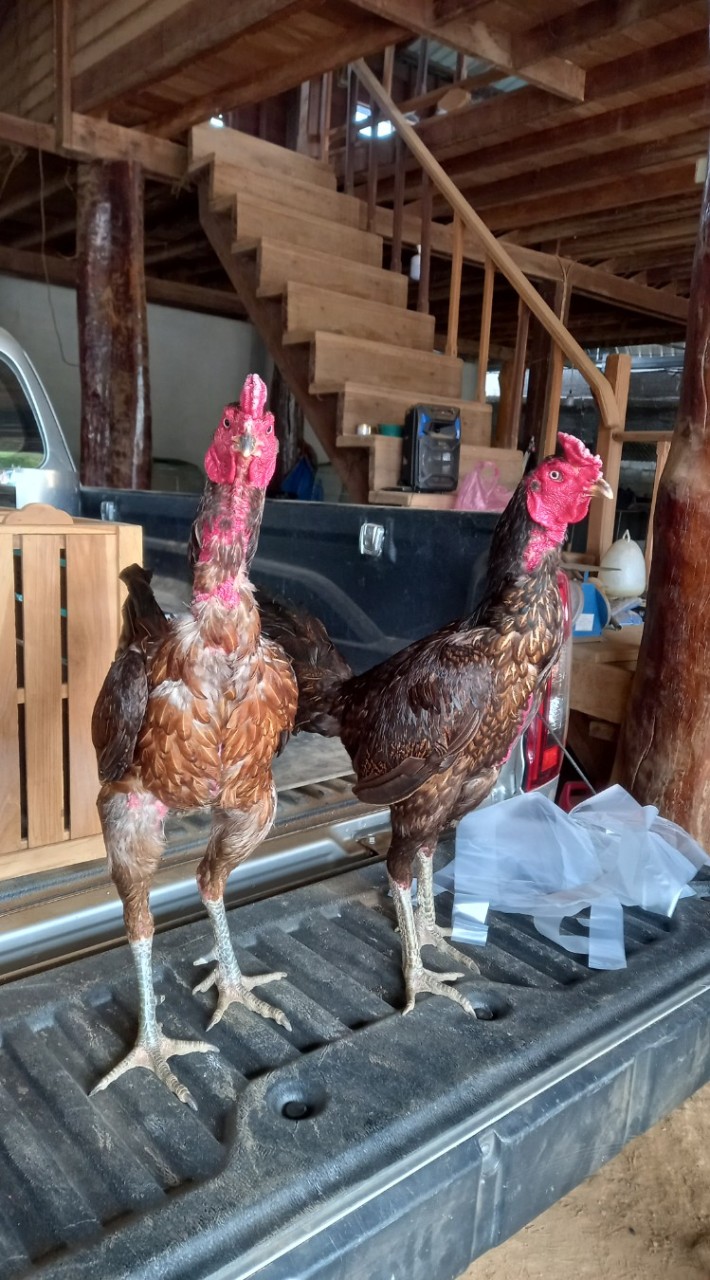 ชมรมคนรักไก่ชนห้วยบ่อซืน