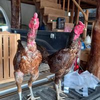 ชมรมคนรักไก่ชนห้วยบ่อซืน