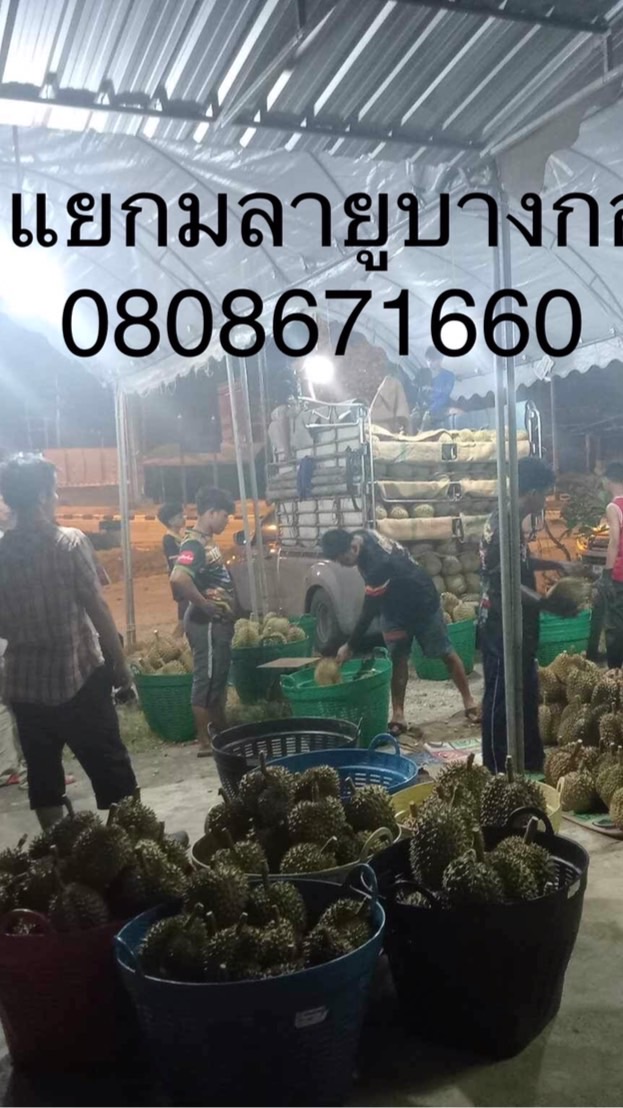 รับซื้อทุเรียน มลายูบางกอก