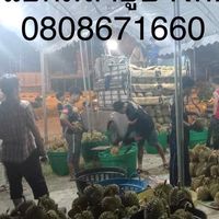 รับซื้อทุเรียน มลายูบางกอก