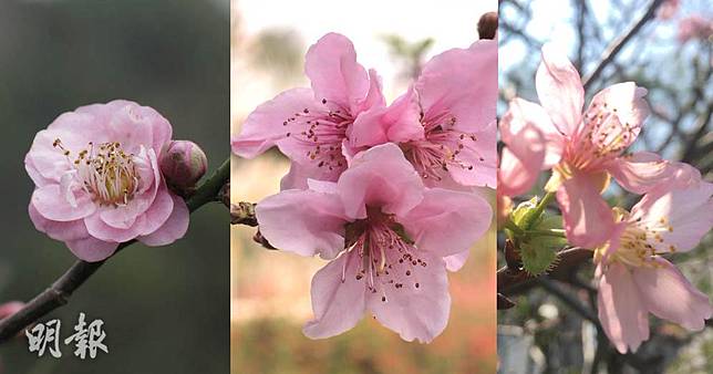 櫻花 梅花 桃花分不清 專家教睇花瓣形態最易分辨 明報 Line Today