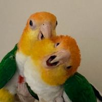 鳥鳥的好朋友