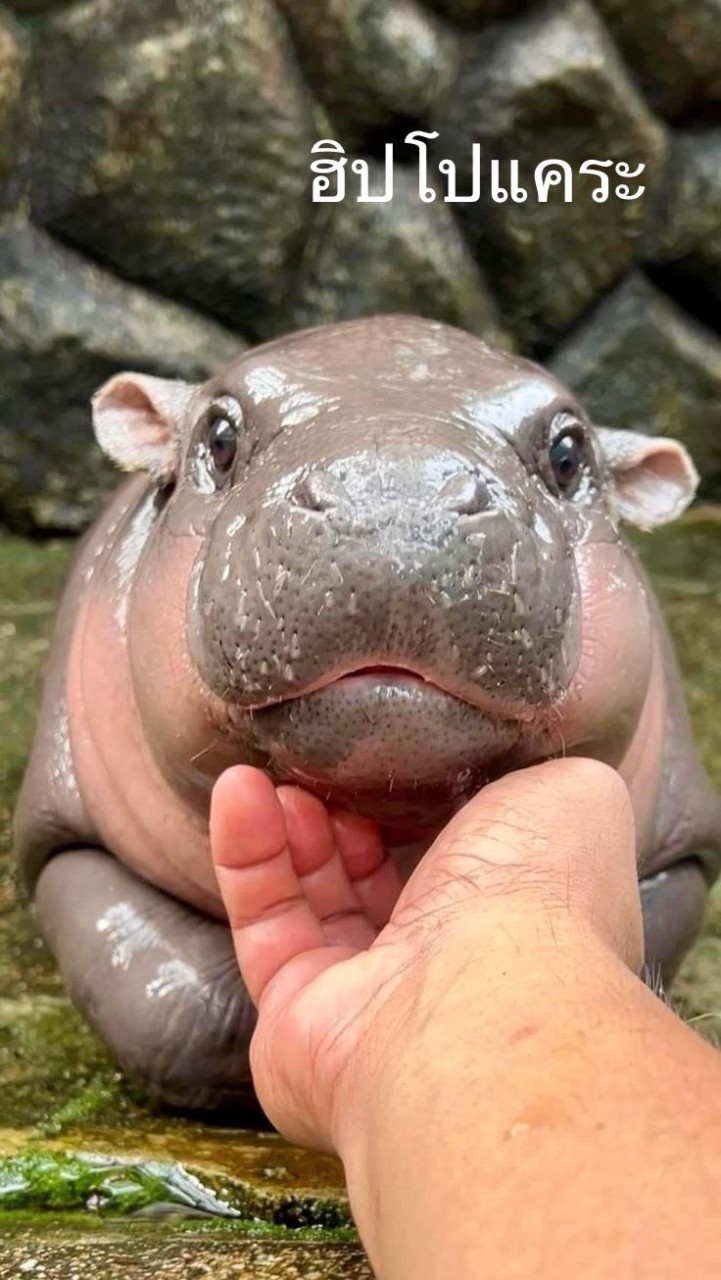 มะมะมะหมูเด้ง