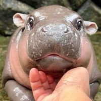 มะมะมะหมูเด้ง