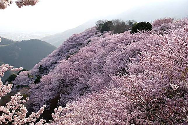 櫻花藏在藝術中 四國櫻花名所 預想日和春季美食 是日日本 Line Today