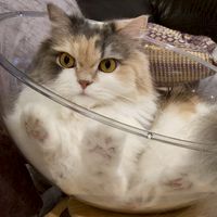 🐱台中貓友貓奴交流分享 💖