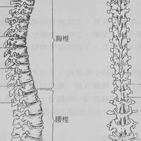 脊椎保健