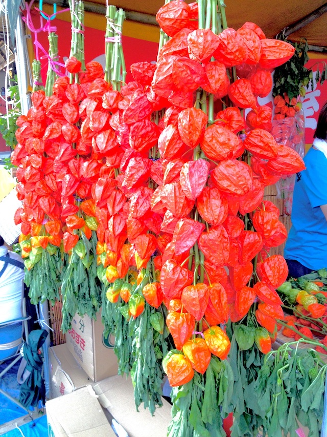 淺草酸漿花市 6