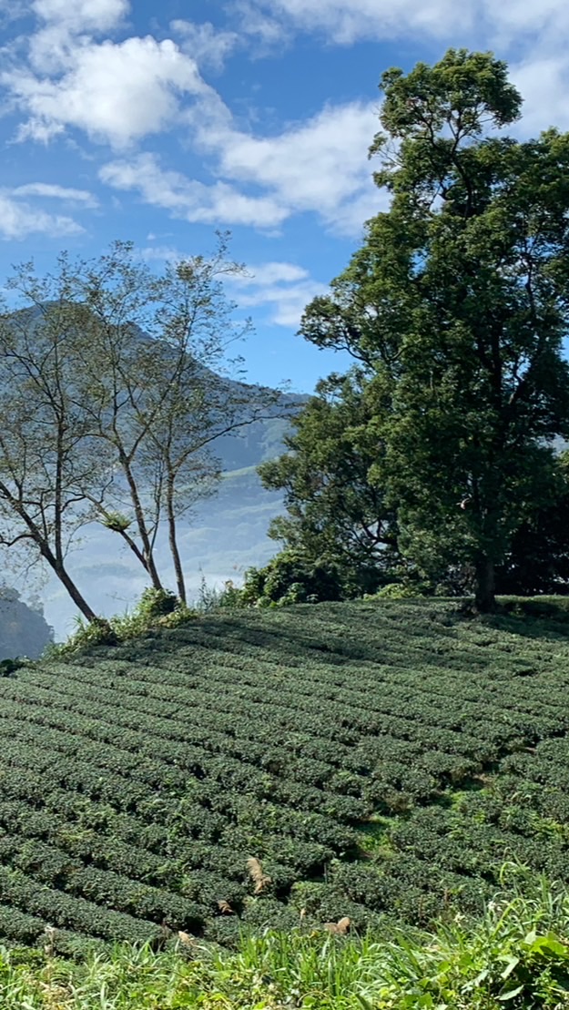 【茶悅杉林】高山烏龍茶·特色茶社團歡迎👏您的加入