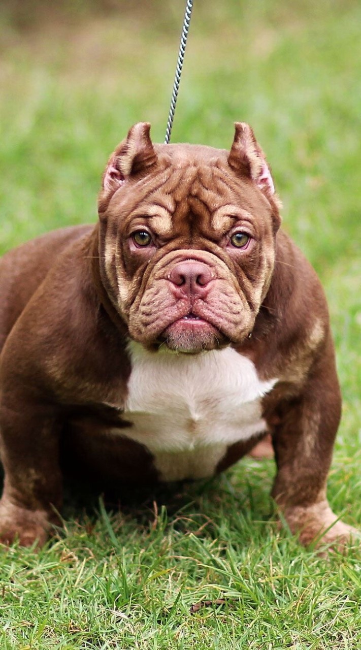 TNT KENNEL